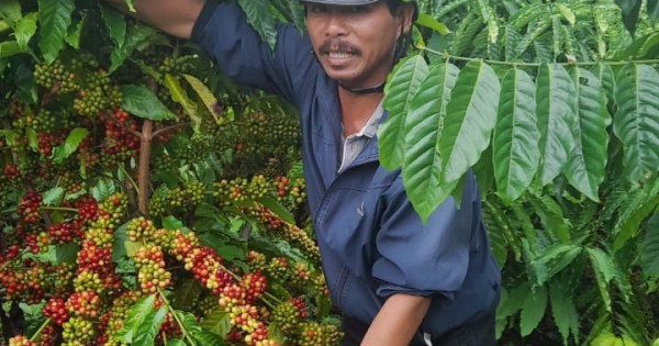 Giá xuất khẩu cà phê 9 tháng đầu năm tăng 10% 