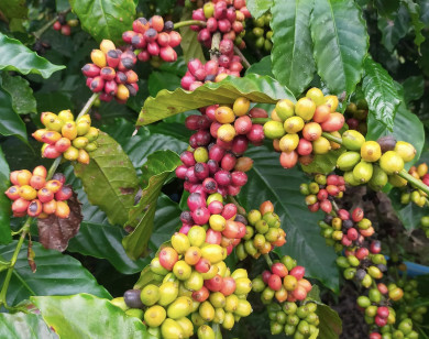 Giá nông sản ngày 29/10/2023: Cà phê và hồ tiêu đồng loạt giảm