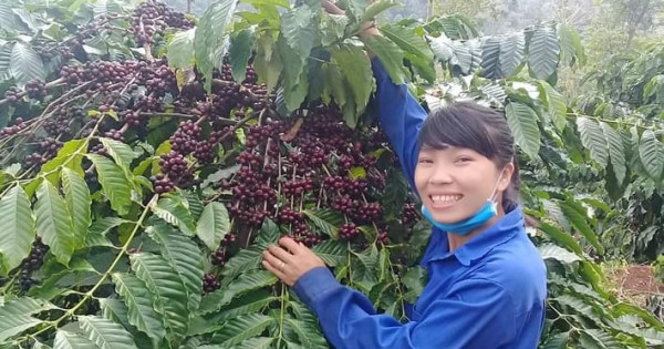 Giá nông sản ngày 1/11/2023: Cà phê quay đầu tăng, hồ tiêu đạt 68.500 đồng/kg