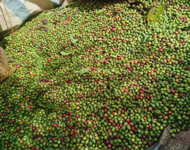 Giá nông sản ngày 6/11/2023: Cà phê giảm 100 - 200 đồng/kg, hồ tiêu giữ ổn định