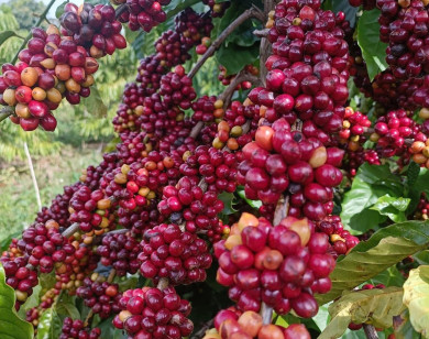 Giá nông sản ngày 7/11/2023: Cà phê quay đầu tăng, hồ tiêu đạt 68.000 đồng/kg
