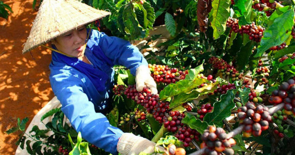 Xuất khẩu cà phê thứ 2 thế giới, vì sao Việt Nam phải nhập khẩu hơn 100.000 tấn?