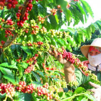 Lâm Đồng khuyến cáo người dân thu hoạch cà phê đảm bảo chất lượng