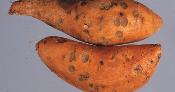 8 sai lầm thường gặp khi chế biến và ăn khoai lang