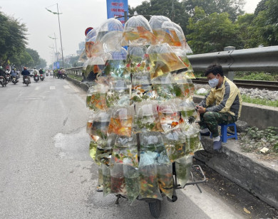 Cửa hàng buôn cá cảnh vắng khách, ế ẩm