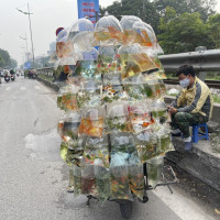 Cửa hàng buôn cá cảnh vắng khách, ế ẩm