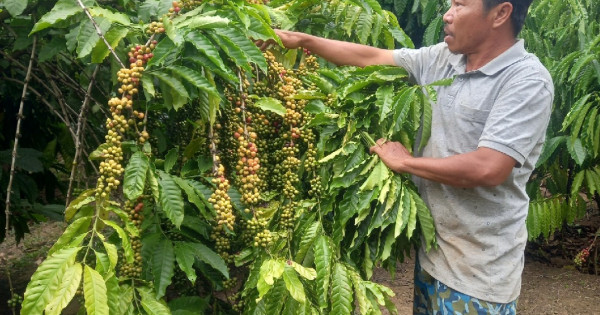 Giá nông sản ngày 27/11/2023: Cà phê và hồ tiêu trụ vững ở mức cao