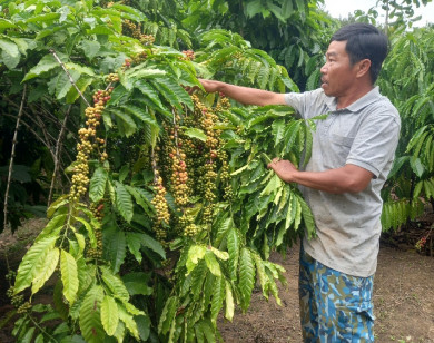 Giá nông sản ngày 27/11/2023: Cà phê và hồ tiêu trụ vững ở mức cao