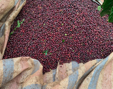 Giá nông sản ngày 2/12/2023: Cà phê quay đầu giảm, hồ tiêu đạt 74.000 đồng/kg