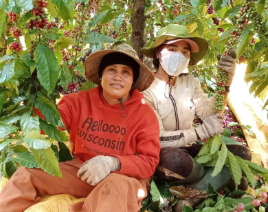 Giá nông sản ngày 6/12/2023: Cà phê và hồ tiêu đồng loạt tăng mạnh