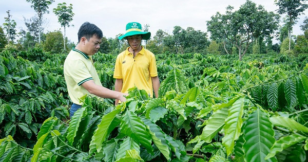 Giải pháp dinh dưỡng hiệu quả cho cây cà phê mùa khô khu vực Tây Nguyên