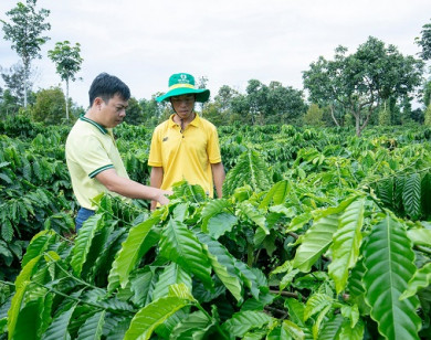 Giải pháp dinh dưỡng hiệu quả cho cây cà phê mùa khô khu vực Tây Nguyên