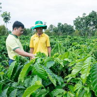 Giải pháp dinh dưỡng hiệu quả cho cây cà phê mùa khô khu vực Tây Nguyên