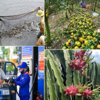 Tiêu dùng trong tuần (4-10/12/2023): Cam sành, cá lóc rớt giá thê thảm