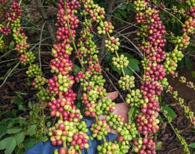 Giá nông sản ngày 24/12/2023: Cà phê tăng 1.000 đồng/kg, hồ tiêu giảm mạnh