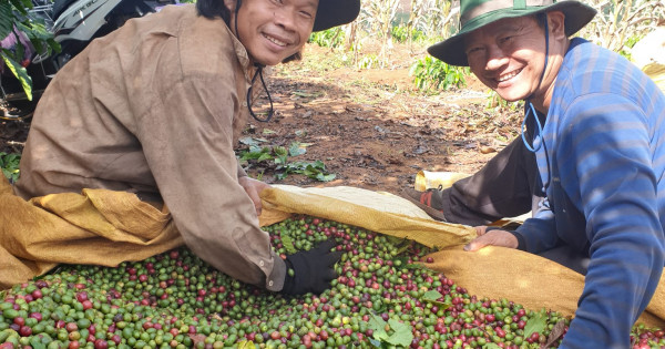 Giá nông sản ngày 25/12/2023: Cà phê ở mức cao, hồ tiêu tăng 1.000 đồng/kg