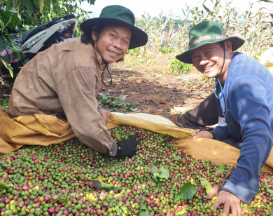 Giá nông sản ngày 25/12/2023: Cà phê ở mức cao, hồ tiêu tăng 1.000 đồng/kg