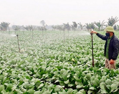 Hà Nội: Vựa rau Mê Linh kỳ vọng vụ Tết “được mùa, được giá”