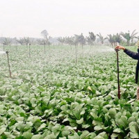 Hà Nội: Vựa rau Mê Linh kỳ vọng vụ Tết “được mùa, được giá”