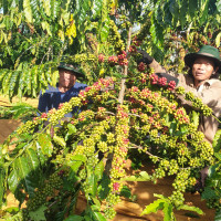 Giá nông sản ngày 9/1/2024: Cà phê tiếp tục tăng, hồ tiêu giảm mạnh