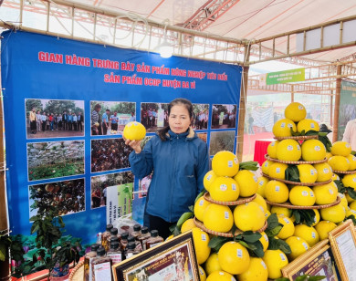 Hà Nội linh hoạt giải pháp tiêu thụ bưởi