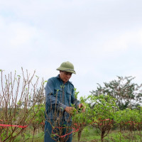 Hà Nội: Kỳ vọng đổi đời ở làng đào Phù Trì- Mê Linh