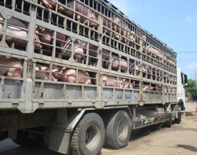 Ngăn chặn buôn lậu, vận chuyển trái phép động vật qua biên giới vào Việt Nam