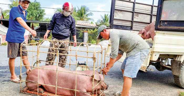 Giá heo hơi hôm nay 5/2/2024: Cao nhất đạt 59.000 đồng/kg