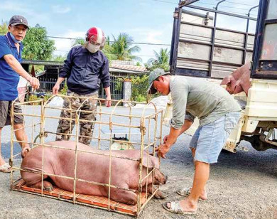 Giá heo hơi hôm nay 5/2/2024: Cao nhất đạt 59.000 đồng/kg