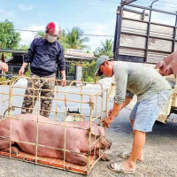 Giá heo hơi hôm nay 5/2/2024: Cao nhất đạt 59.000 đồng/kg