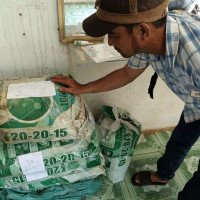 Vụ hàng chục ha chuối chết ở Đồng Nai: Kết luận phân bón NPK đạt chất lượng, nông dân không hài lòng