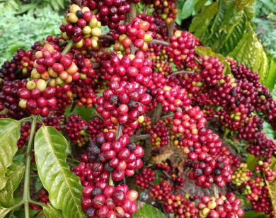Giá nông sản ngày 26/2/2024: Cà phê và hồ tiêu trụ vững ở mức cao