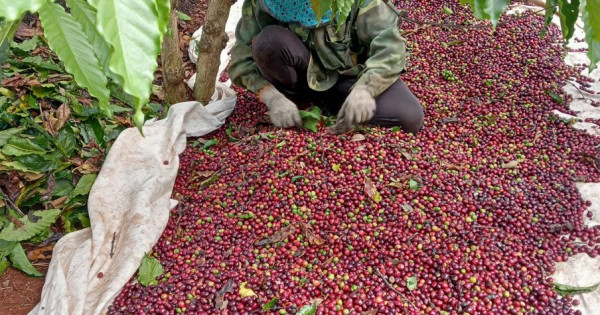 Giá nông sản ngày 27/2/2024: Cà phê quay đầu giảm, hồ tiêu tăng 2.500 đồng/kg