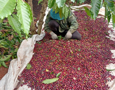 Giá nông sản ngày 27/2/2024: Cà phê quay đầu giảm, hồ tiêu tăng 2.500 đồng/kg