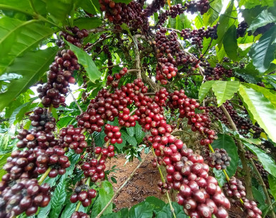 Giá nông sản ngày 28/2/2024: Cà phê quay đầu tăng, hồ tiêu biến động 500 - 1.000 đồng/kg