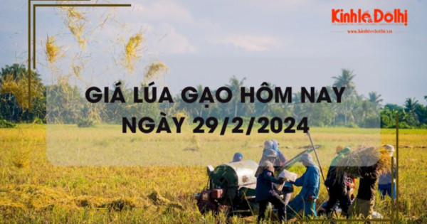 Giá lúa gạo hôm nay 29/2/2024: Giá lúa đồng loạt tăng, giá gạo chững