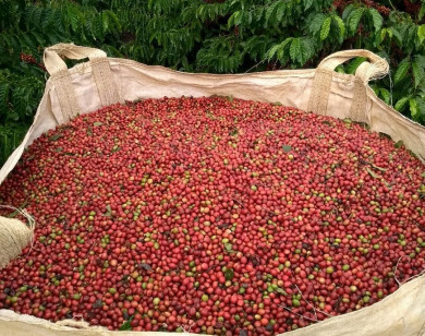 Giá nông sản ngày 29/2/2024: Cà phê quay đầu giảm, hồ tiêu tăng mạnh