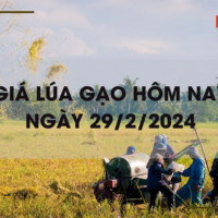 Giá lúa gạo hôm nay 29/2/2024: Giá lúa đồng loạt tăng, giá gạo chững