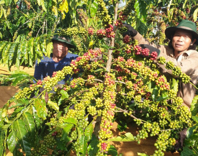 Giá nông sản ngày 3/3/2024: Cà phê và hồ tiêu tăng cao, nông dân chưa vội bán