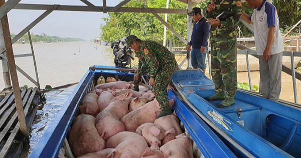 Giá heo hơi hôm nay 15/3/2024: Miền Nam tăng cao nhất 2.000 đồng/kg