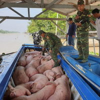 Giá heo hơi hôm nay 15/3/2024: Miền Nam tăng cao nhất 2.000 đồng/kg