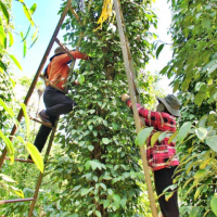 Giá nông sản ngày 17/3/2024: Giá tiêu và giá cà phê tiếp tục tăng