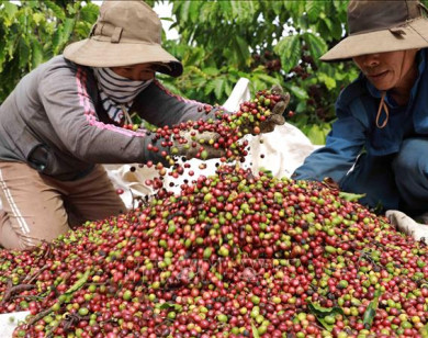 Giá nông sản ngày 23/3/2024: Cà phê tiếp tục tăng giá, hồ tiêu đứng im trên diện rộng