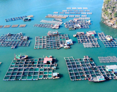 Đi tìm lời giải cho bài toán phát triển bền vững nuôi biển tại Việt Nam