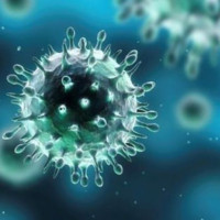 Cần làm gì để chủ động phòng chống dịch cúm A(H5N1)?