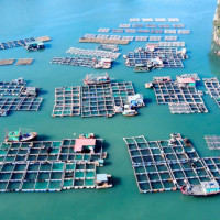 Đi tìm lời giải cho bài toán phát triển bền vững nuôi biển tại Việt Nam