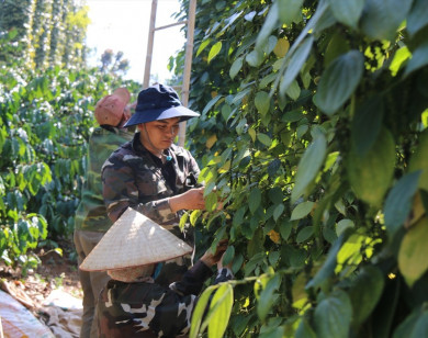 Giá nông sản ngày 4/4/2024: giá cà phê tiếp tục tăng, giá tiêu giằng co