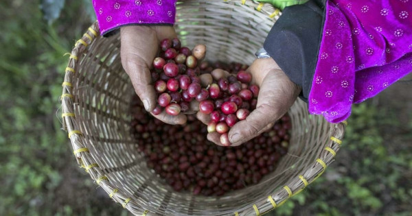 Giá nông sản ngày 5/4/2024: Giá Arabica tiếp tục tăng, giá tiêu tăng tại Gia Lai