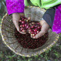 Giá nông sản ngày 5/4/2024: Giá Arabica tiếp tục tăng, giá tiêu tăng tại Gia Lai