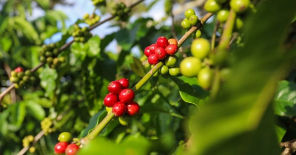 Giá nông sản ngày 6/4/2024: Arabica tiếp tục tăng, giá tiêu Ấn Độ và Indonesia cùng tăng trong tuần